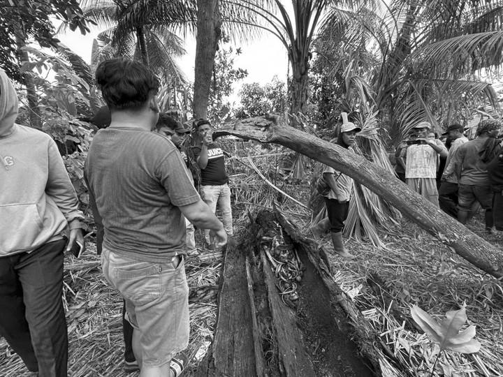 Misteri Pohon Aren: Kerangka Manusia Ditemukan Warga Sergai