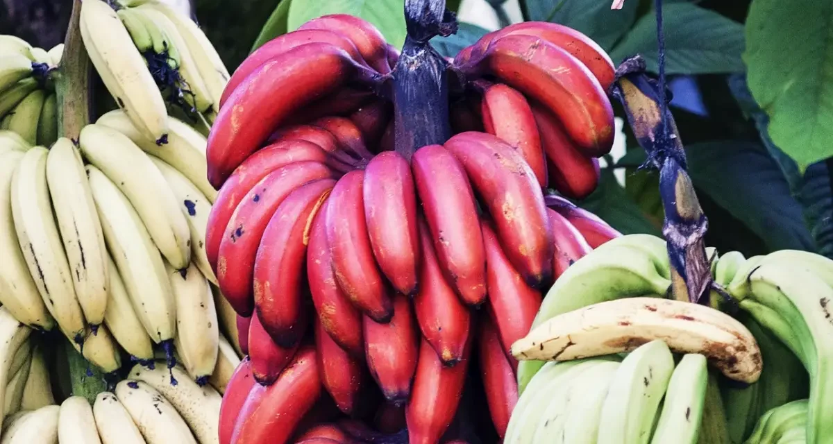Alasan Pisang Merah Lebih Sehat Daripada Pisang Kuning