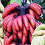 Alasan Pisang Merah Lebih Sehat Daripada Pisang Kuning