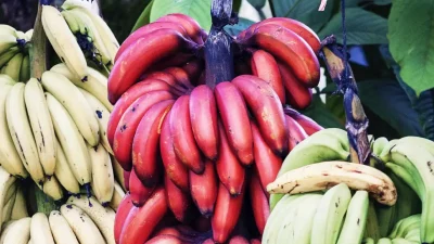 Alasan Pisang Merah Lebih Sehat Daripada Pisang Kuning