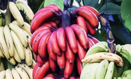 Alasan Pisang Merah Lebih Sehat Daripada Pisang Kuning