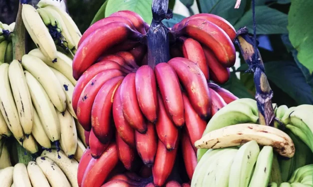 Alasan Pisang Merah Lebih Sehat Daripada Pisang Kuning