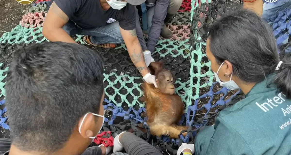 Kisah Pilu Jani, Bayi Orangutan Sebatang Kara Di Kebun Sawit