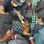 Kisah Pilu Jani, Bayi Orangutan Sebatang Kara Di Kebun Sawit