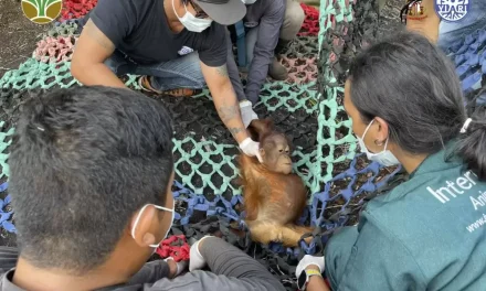 Kisah Pilu Jani, Bayi Orangutan Sebatang Kara Di Kebun Sawit