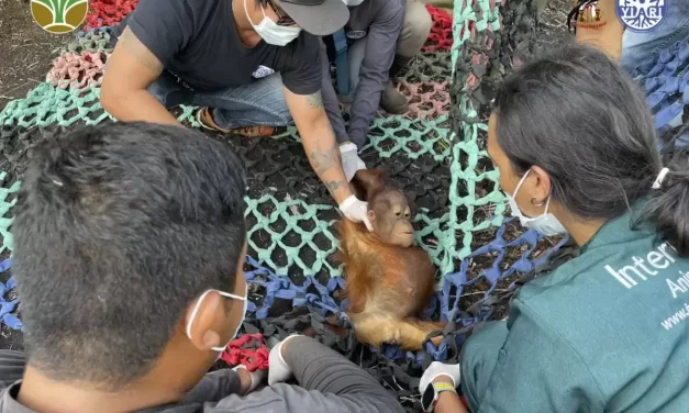 Kisah Pilu Jani, Bayi Orangutan Sebatang Kara Di Kebun Sawit