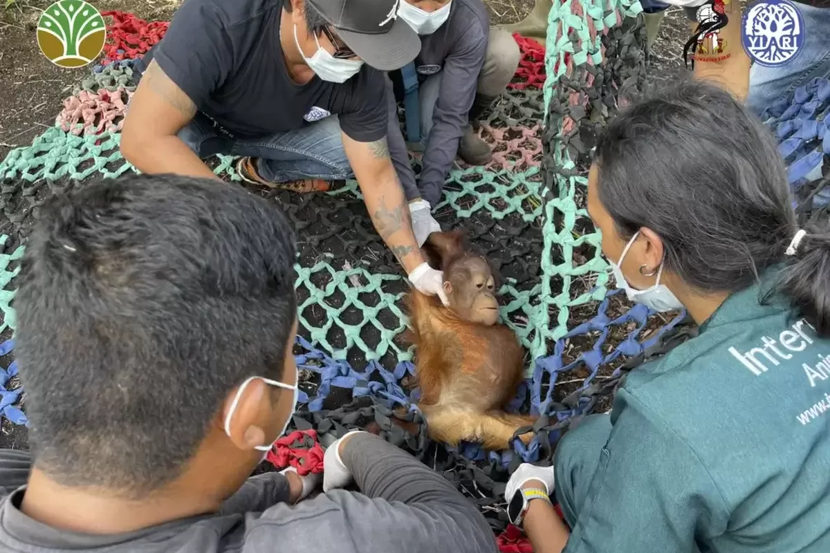 Kisah Pilu Jani, Bayi Orangutan Sebatang Kara Di Kebun Sawit
