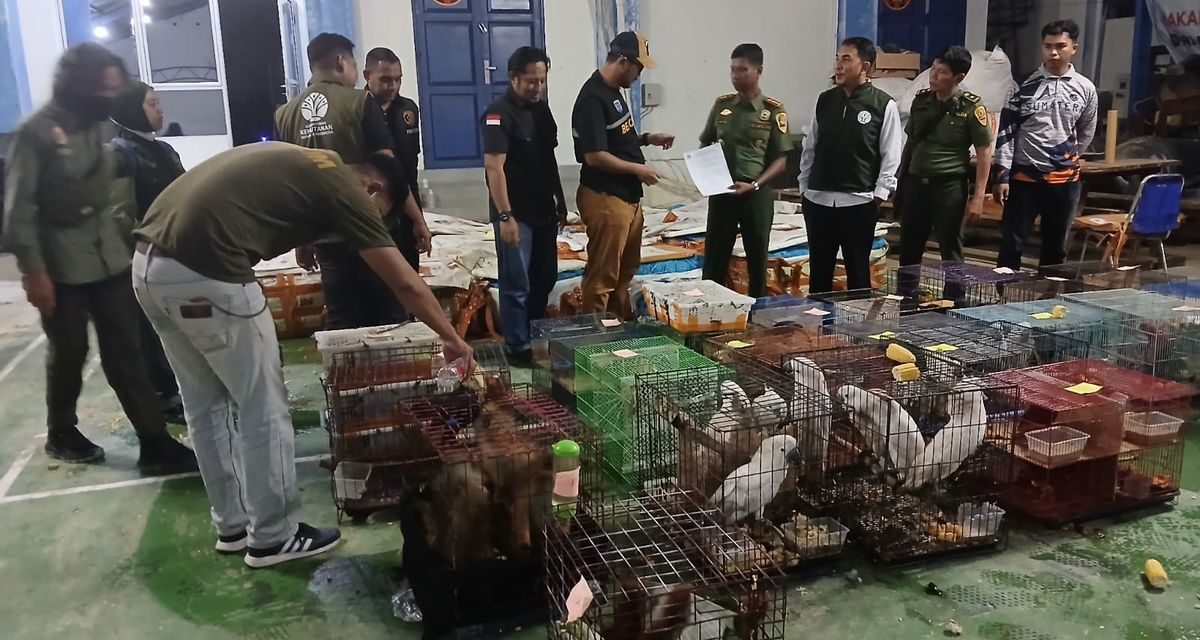 Gagalkan Ekspor Ilegal! Pria Di Aceh Terciduk Kirim 53 Koli Satwa