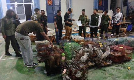 Gagalkan Ekspor Ilegal! Pria Di Aceh Terciduk Kirim 53 Koli Satwa