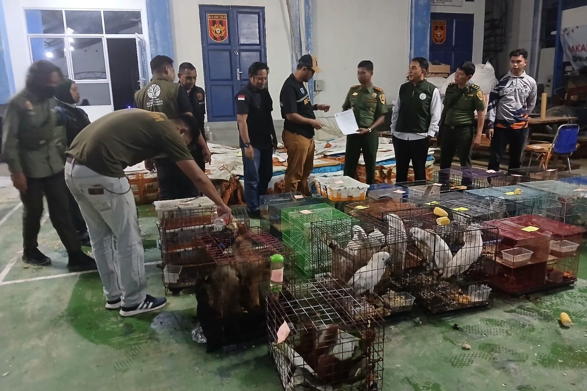 Gagalkan Ekspor Ilegal! Pria Di Aceh Terciduk Kirim 53 Koli Satwa