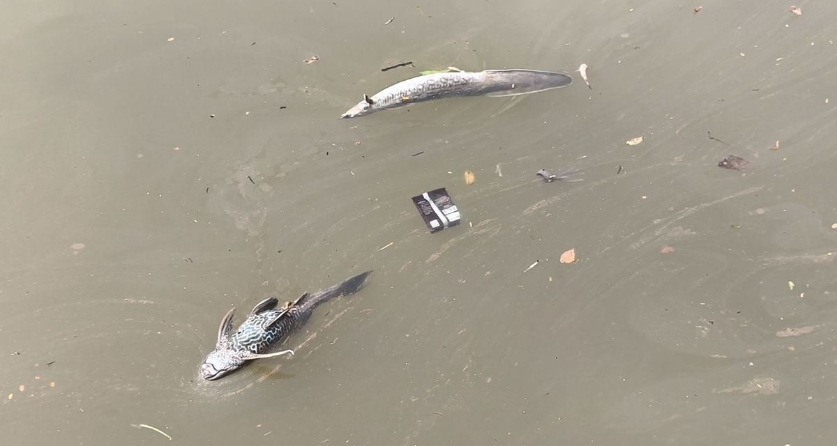 Pestisida Racuni Cisadane, Kesehatan Warga Jadi Taruhan