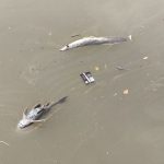 Pestisida Racuni Cisadane, Kesehatan Warga Jadi Taruhan