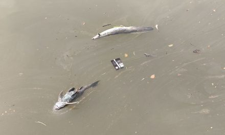 Pestisida Racuni Cisadane, Kesehatan Warga Jadi Taruhan