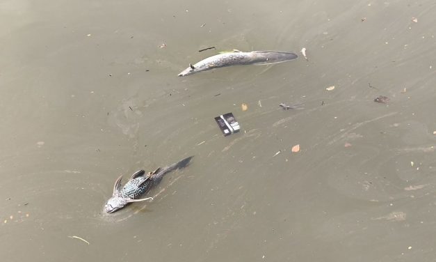 Pestisida Racuni Cisadane, Kesehatan Warga Jadi Taruhan