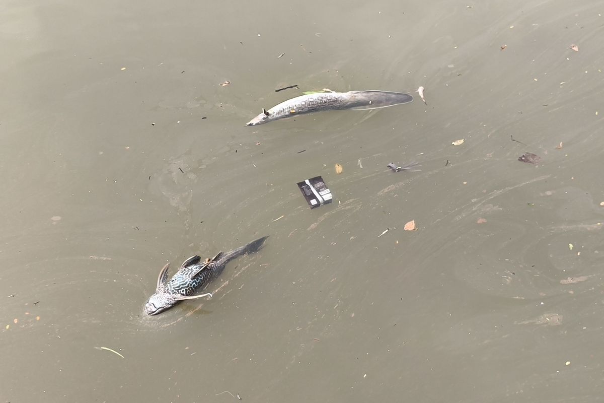 Pestisida Racuni Cisadane, Kesehatan Warga Jadi Taruhan