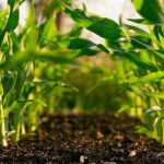 Tanah Subur Itu Titipan, Kalau Gak Di Jaga Ya Habis