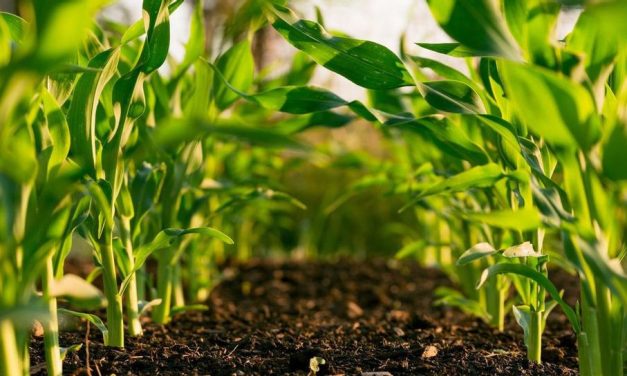 Tanah Subur Itu Titipan, Kalau Gak Di Jaga Ya Habis