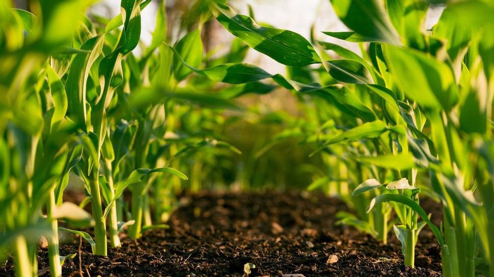 Tanah Subur Itu Titipan, Kalau Gak Di Jaga Ya Habis