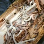 Jangan Geli Dulu! Ini Deretan Khasiat Tembiluk Buat Tubuh