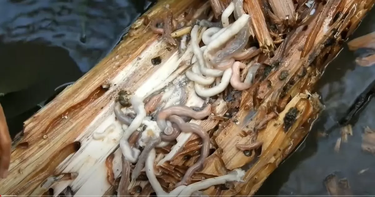 Jangan Geli Dulu! Ini Deretan Khasiat Tembiluk Buat Tubuh
