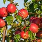 Mengintip Keseruan Liburan Di Kebun Delapan Batu