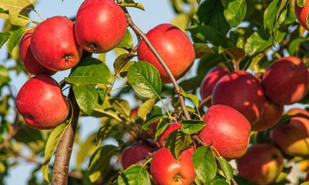 Mengintip Keseruan Liburan Di Kebun Delapan Batu