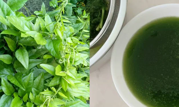 Anti Gagal! Cara Bikin Cincau Hijau Kenyal Alami