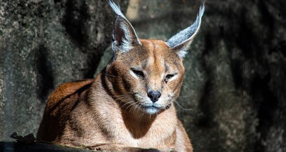 Keindahan Caracal, Kucing Eksotis Luar Biasa