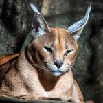 Keindahan Caracal, Kucing Eksotis Luar Biasa