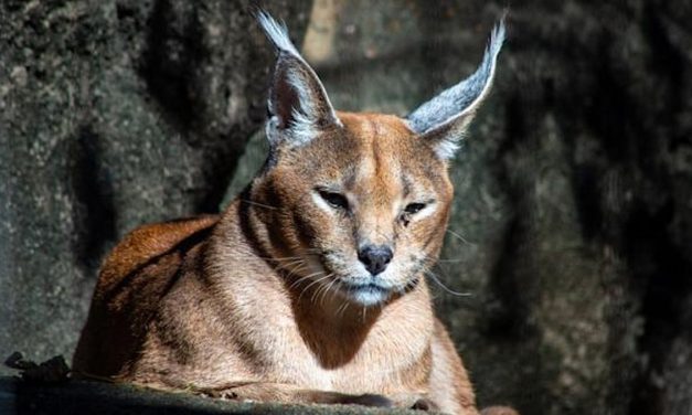 Keindahan Caracal, Kucing Eksotis Luar Biasa
