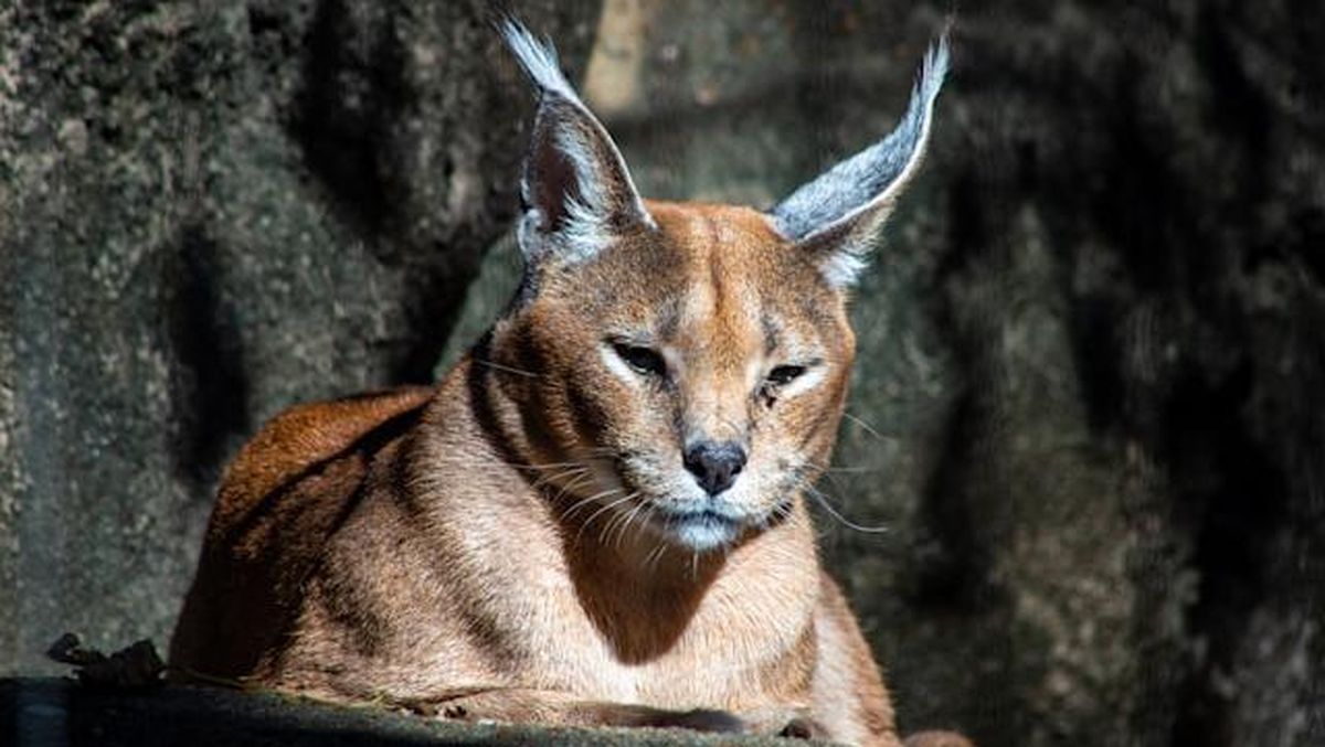 Keindahan Caracal, Kucing Eksotis Luar Biasa