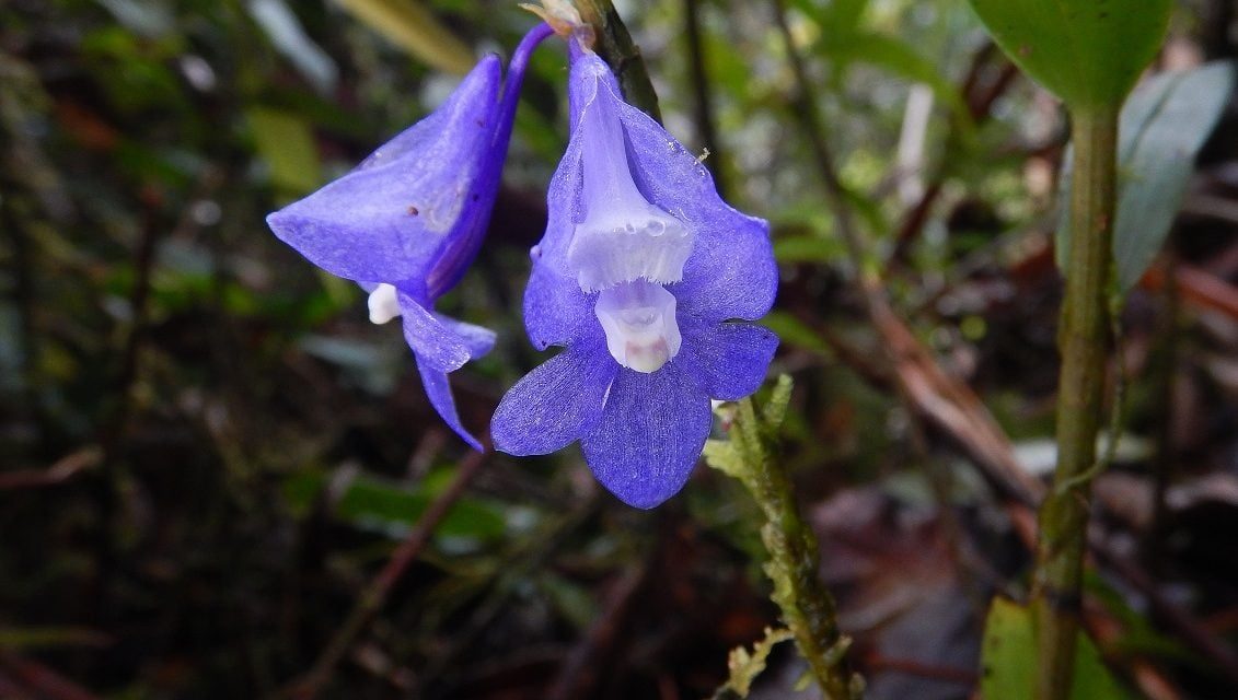 Anggrek Biru Raja Ampat: Flora Eksotis Yang Makin Langka