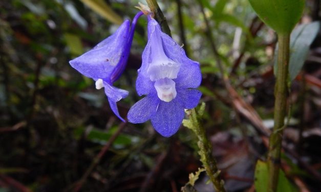 Anggrek Biru Raja Ampat: Flora Eksotis Yang Makin Langka