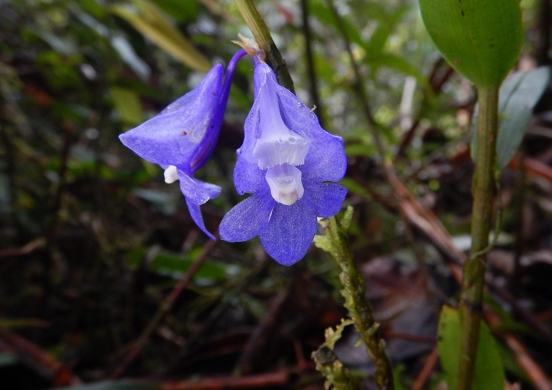 Anggrek Biru Raja Ampat: Flora Eksotis Yang Makin Langka